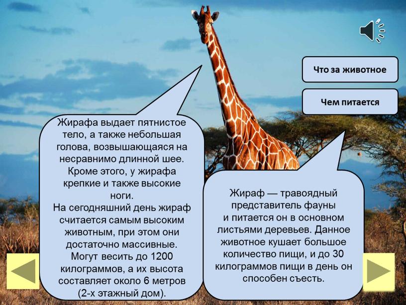 Что за животное Чем питается Жирафа выдает пятнистое тело, а также небольшая голова, возвышающаяся на несравнимо длинной шее