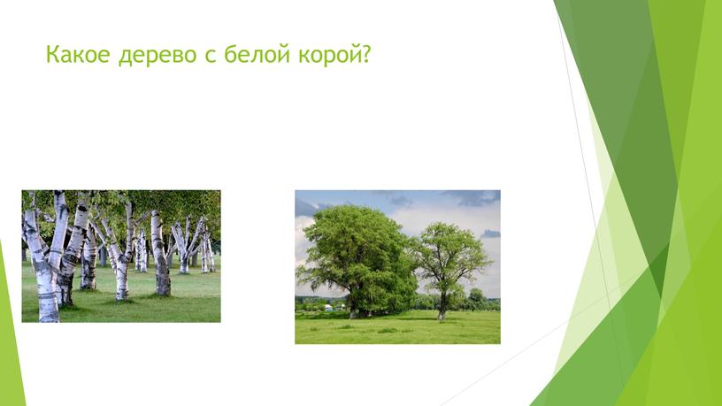 Какое дерево с белой корой?