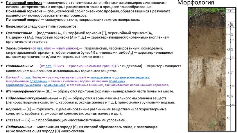 Почвенный профиль — совокупность генетически сопряжённых и закономерно сменяющихся почвенных горизонтов, на которые расчленяется почва в процессе почвообразования