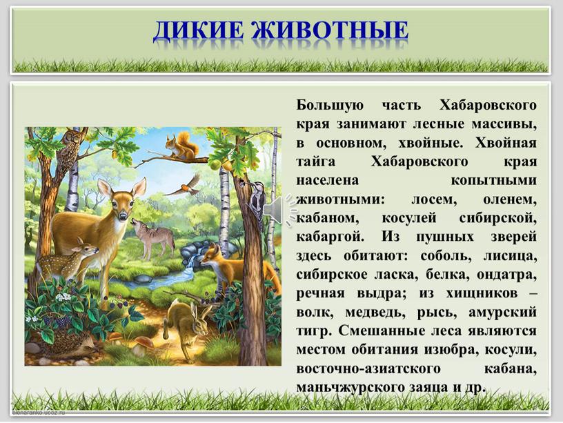 Дикие животные Большую часть Хабаровского края занимают лесные массивы, в основном, хвойные