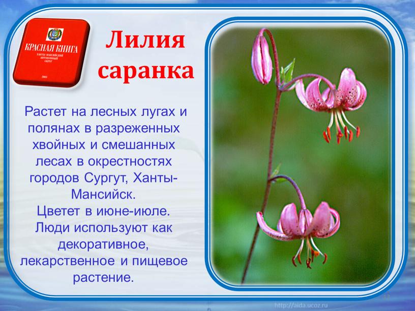 Лилия саранка Растет на лесных лугах и полянах в разреженных хвойных и смешанных лесах в окрестностях городов