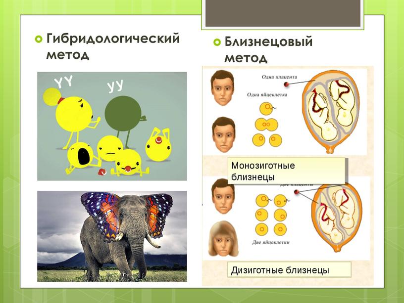 Гибридологический метод Близнецовый метод