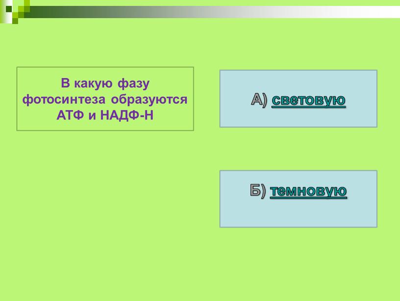 В какую фазу фотосинтеза образуются