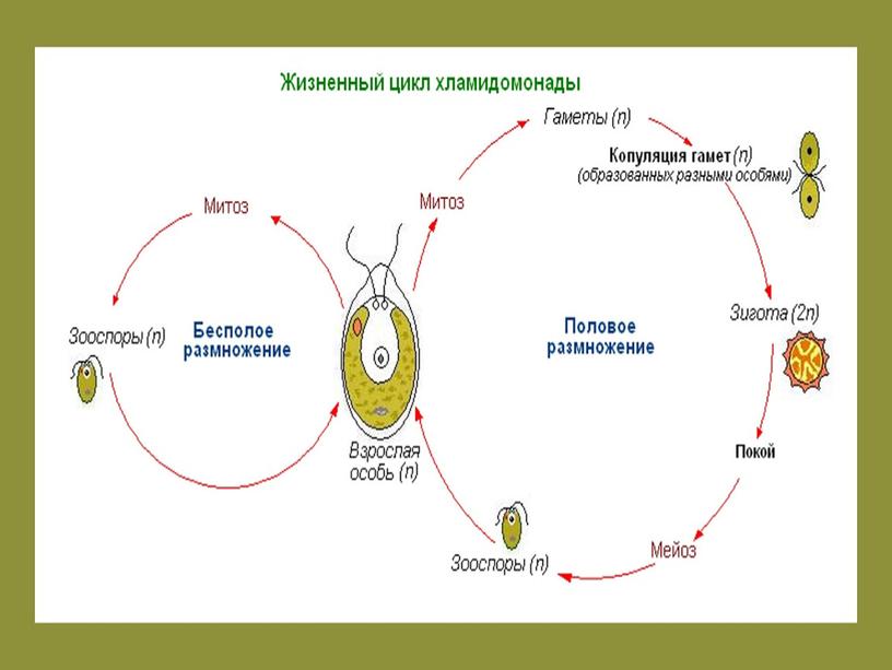 Подготовка к ЕГЭ по биологии.Жизненные циклы растений (теория и задания)