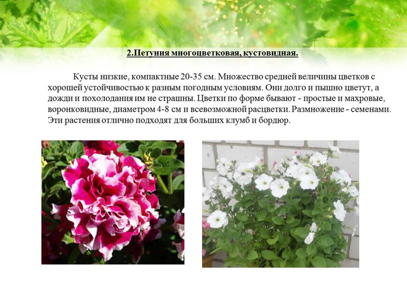 Петуния многоцветковая, кустовидная