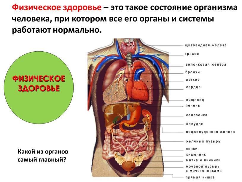 Физическое здоровье – это такое состояние организма человека, при котором все его органы и системы работают нормально