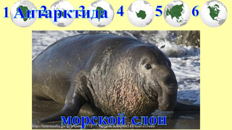 1 2 3 4 5 6 Антарктида морской слон