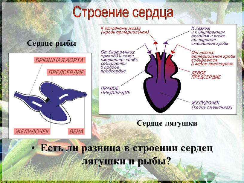 Есть ли разница в строении сердец лягушки и рыбы?