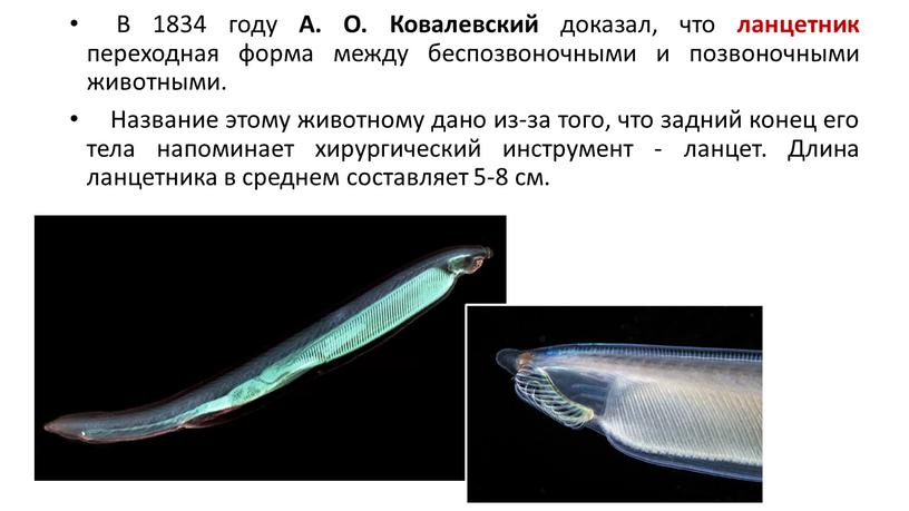 В 1834 году А. О. Ковалевский доказал, что ланцетник переходная форма между беспозвоночными и позвоночными животными