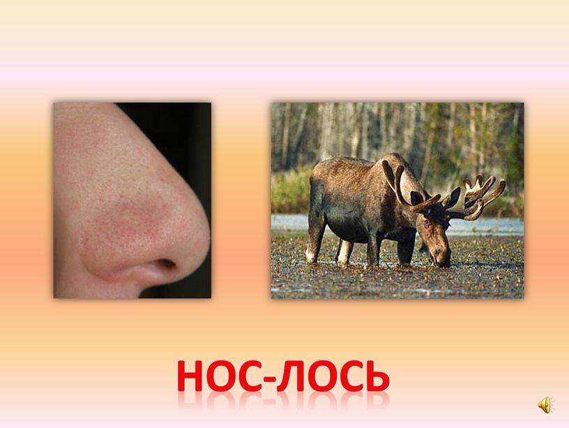 Нос-лось