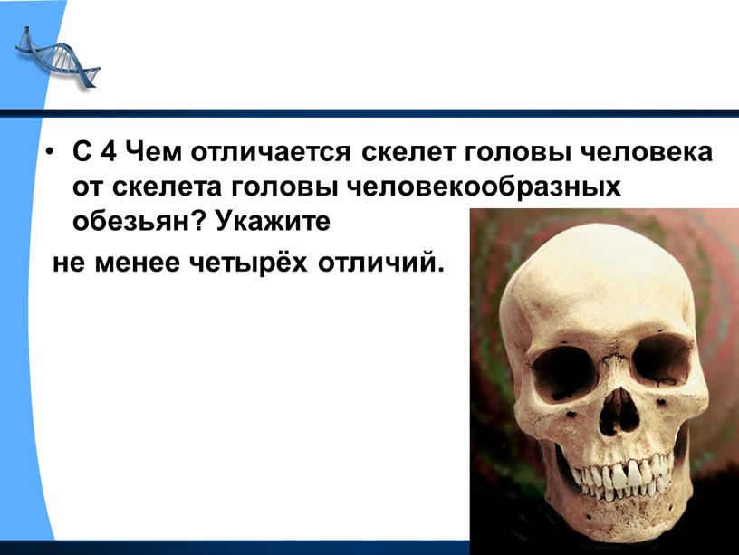 С 4 Чем отличается скелет головы человека от скелета головы человекообразных обезьян?