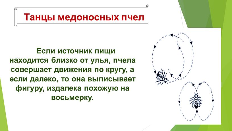 Танцы медоносных пчел Если источник пищи находится близко от улья, пчела совершает движения по кругу, а если далеко, то она выписывает фигуру, издалека похожую на…