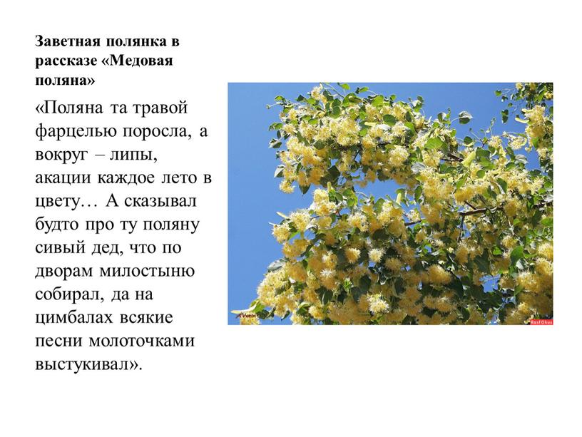 Заветная полянка в рассказе «Медовая поляна» «Поляна та травой фарцелью поросла, а вокруг – липы, акации каждое лето в цвету…