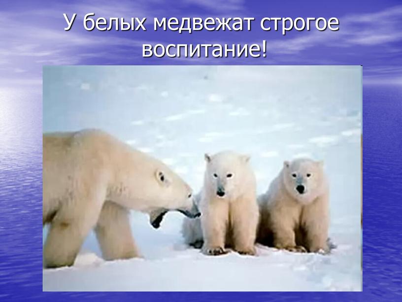 У белых медвежат строгое воспитание!