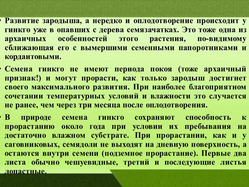 Развитие зародыша, а нередко и оплодотворение происходит у гинкго уже в опавших с дерева семязачатках