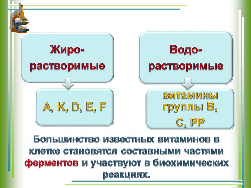 Большинство известных витаминов в клетке становятся составными частями ферментов и участвуют в биохимических реакциях