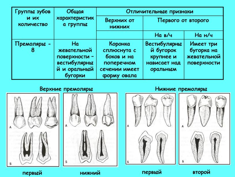 Группы зубов и их количество Общая характеристика группы