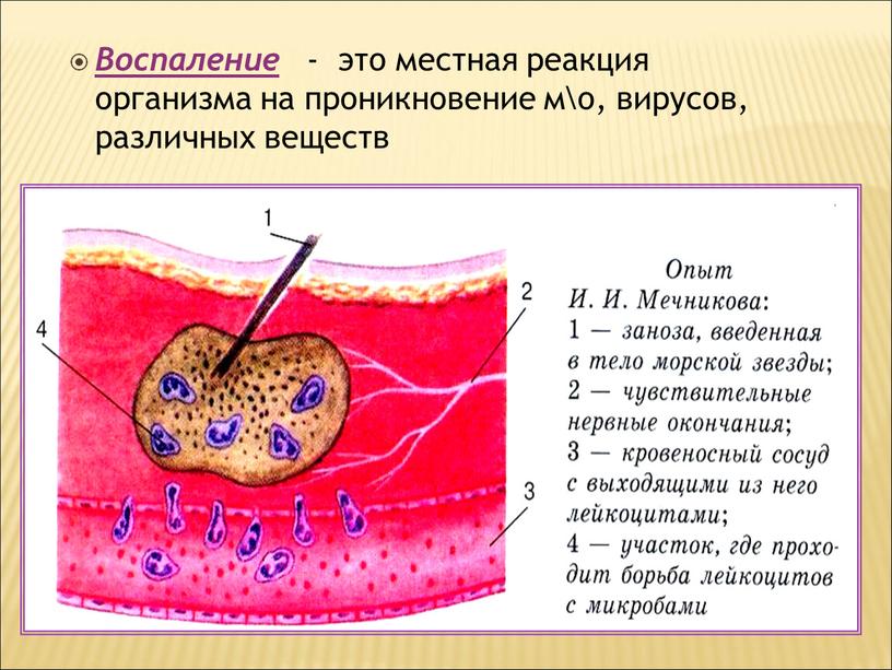 Воспаление - это местная реакция организма на проникновение м\о, вирусов, различных веществ