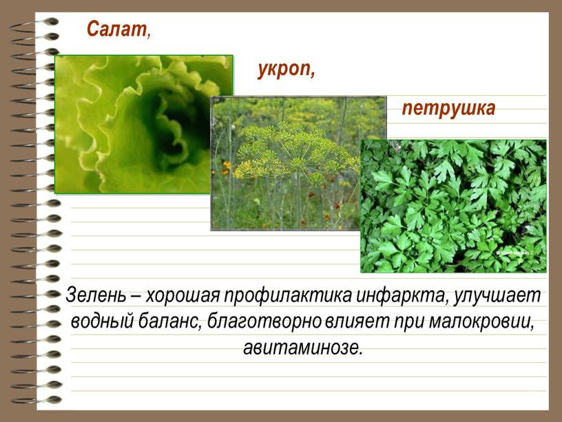 Салат , укроп, петрушка