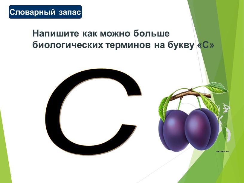 Напишите как можно больше биологических терминов на букву «С»