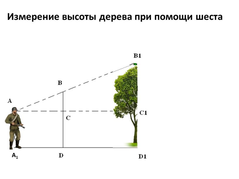 Измерение высоты дерева при помощи шеста
