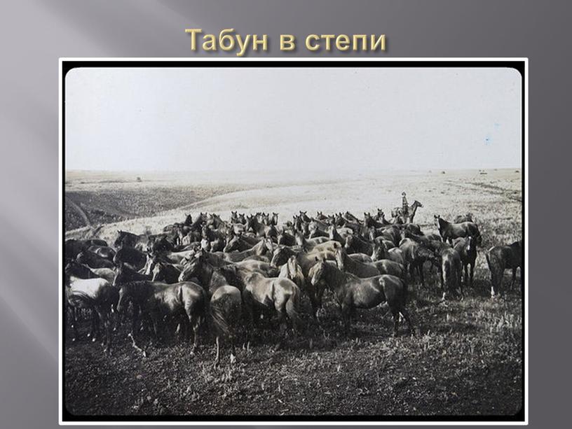 Табун в степи