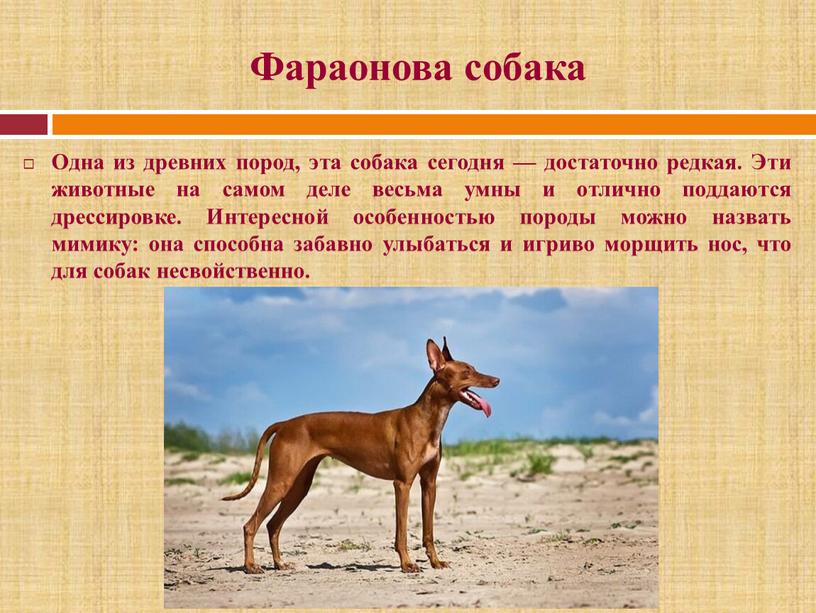 Фараонова собака Одна из древних пород, эта собака сегодня — достаточно редкая