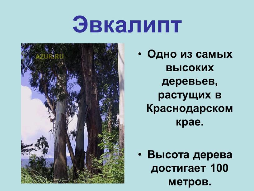 Эвкалипт Одно из самых высоких деревьев, растущих в