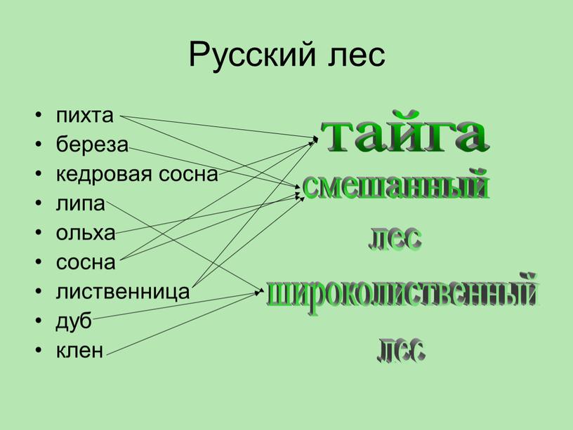 Русский лес пихта береза кедровая сосна липа ольха сосна лиственница дуб клен тайга смешанный лес широколиственный лес