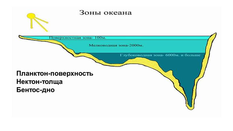 Планктон-поверхность Нектон-толща