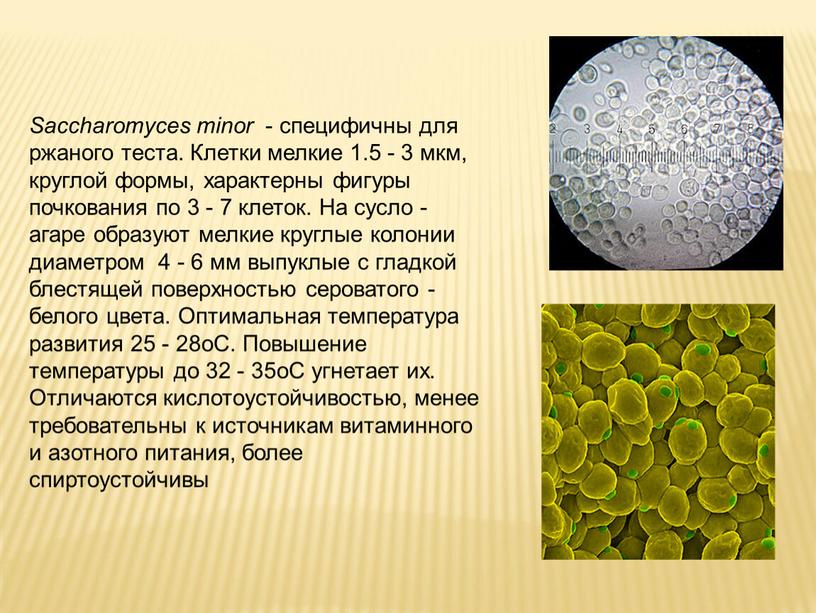 Saccharomyces minor - специфичны для ржаного теста