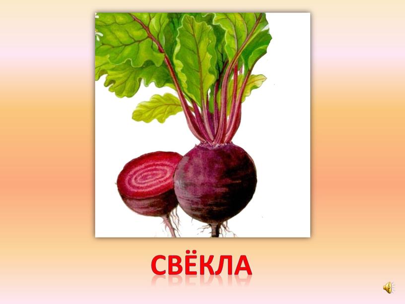 свёкла