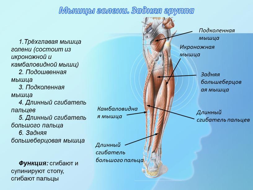 Мышцы голени. Задняя группа 1.Трёхглавая мышца голени (состоит из икроножной и камбаловидной мышц) 2