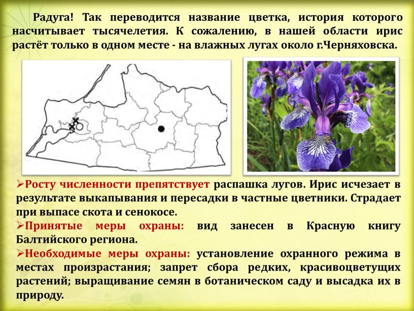 Радуга! Так переводится название цветка, история которого насчитывает тысячелетия