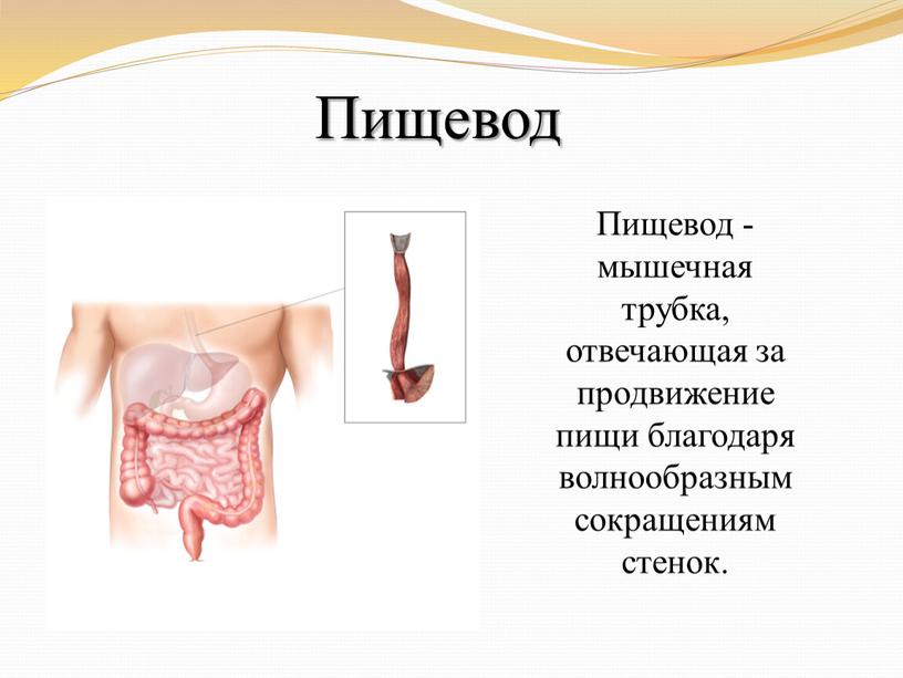 Пищевод Пищевод - мышечная трубка, отвечающая за продвижение пищи благодаря волнообразным сокращениям стенок