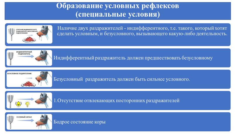 Образование условных рефлексов (специальные условия)