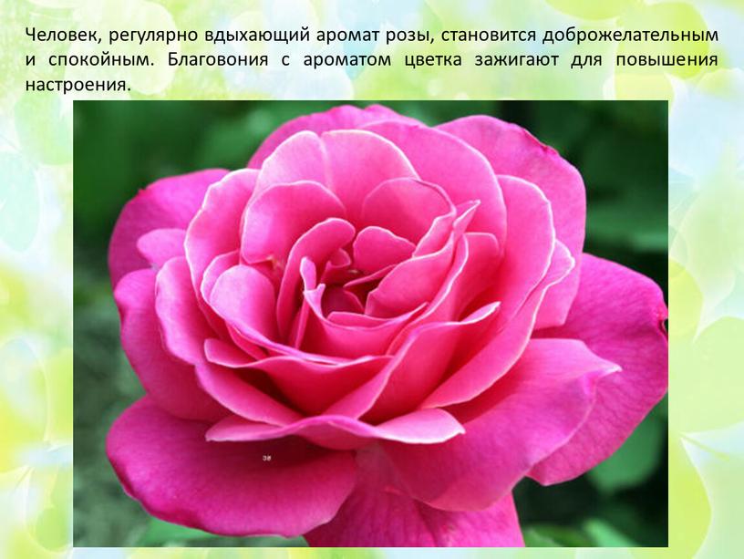 Человек, регулярно вдыхающий аромат розы, становится доброжелательным и спокойным