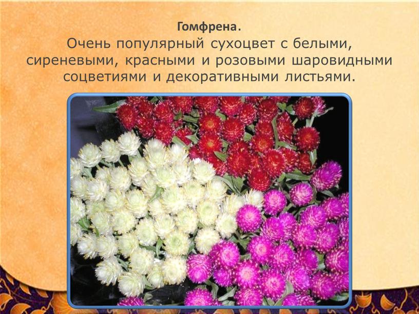 Гомфрена . Очень популярный сухоцвет с белыми, сиреневыми, красными и розовыми шаровидными соцветиями и декоративными листьями