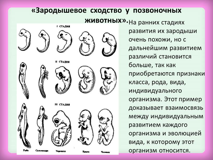 Зародышевое сходство у позвоночных животных»