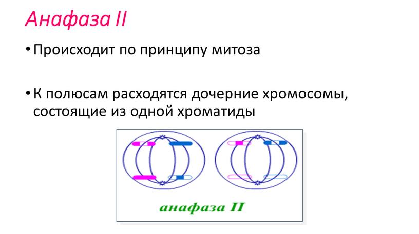 Анафаза II Происходит по принципу митоза
