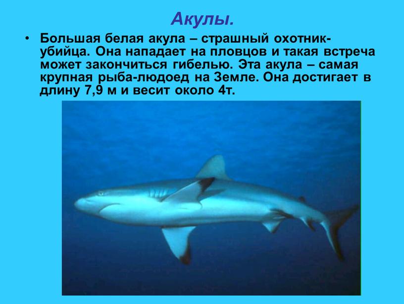 Акулы. Большая белая акула – страшный охотник- убийца