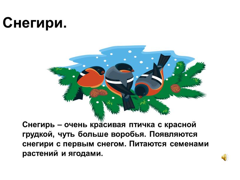 Снегири. Снегирь – очень красивая птичка с красной грудкой, чуть больше воробья