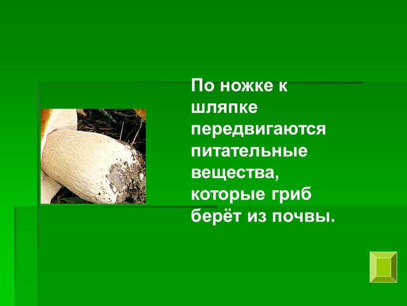 По ножке к шляпке передвигаются питательные вещества, которые гриб берёт из почвы
