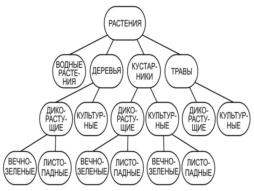 Царства растений