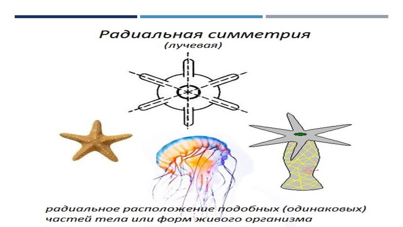 Общая характеристика многоклеточных