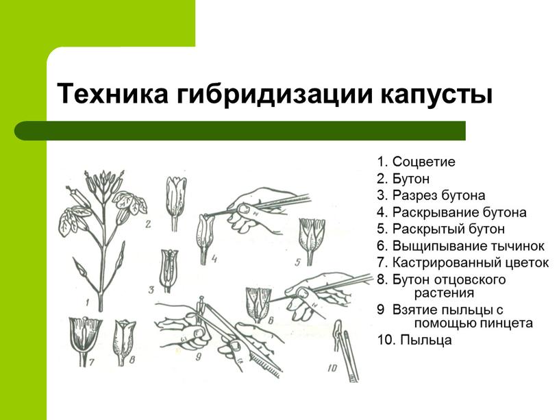 Техника гибридизации капусты 1