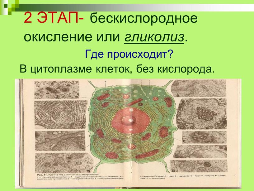 ЭТАП- бескислородное окисление или гликолиз