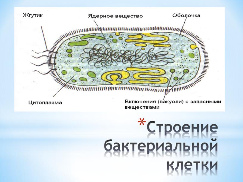 Строение бактериальной клетки