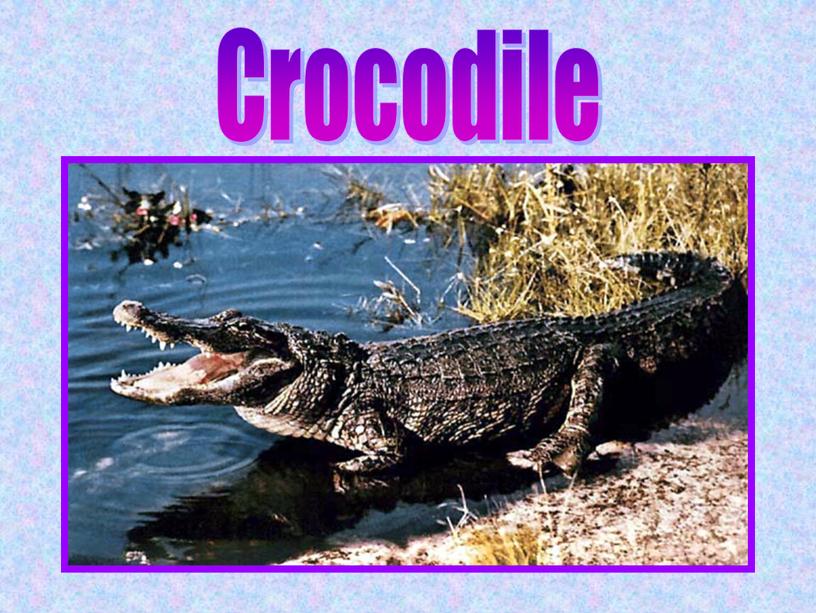 Crocodile