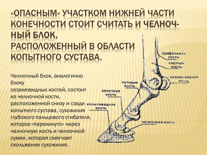 Опасным» участком нижней части конечности стоит считать и челноч­ный блок, расположенный в обла­сти копытного сустава